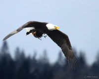 Bringing Dinner Home