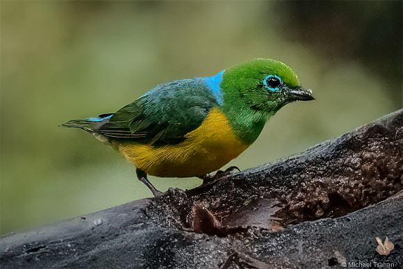 Blue-naped Chlorophonia