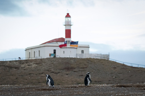 Magellanic Penguin