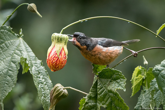 Black-throated Flowerpiercer