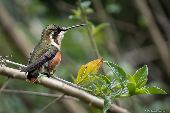 Female White-bellied Woodstar
