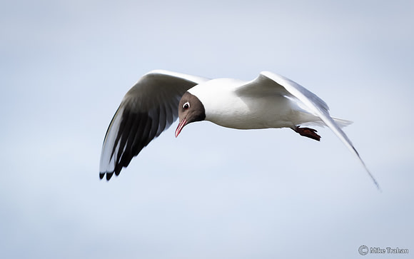 Black-headed Gull