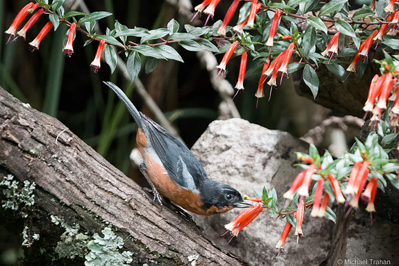 Black-throated Flowerpiercer