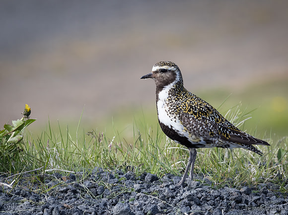 European Golden Plover