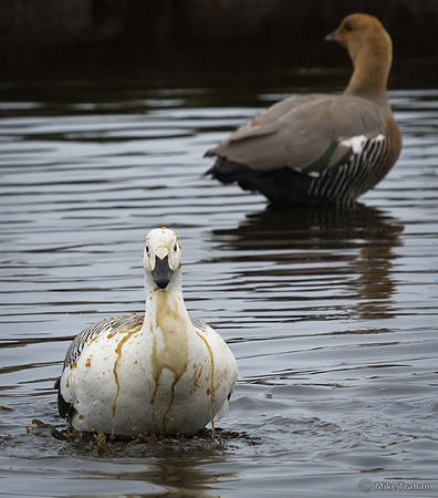 Upland Goose Taking a Bath