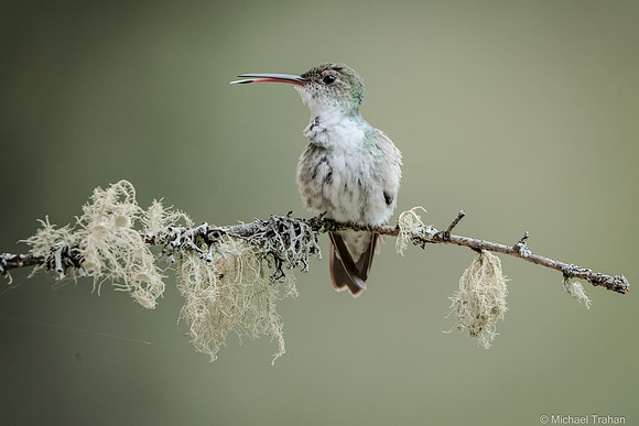 White-bellied Hummingbird