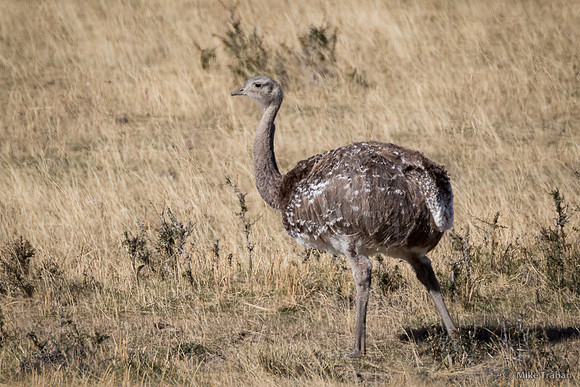 Darwin's Rhea