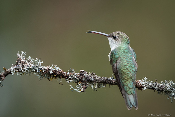 White-bellied Hummingbird