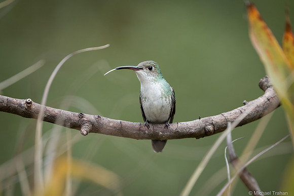 White-bellied Hummingbird