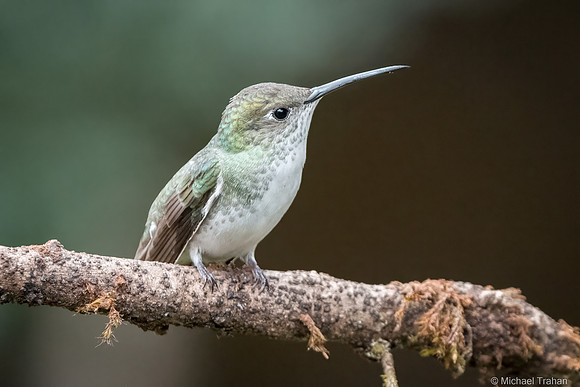 White-bellied Hummingbird