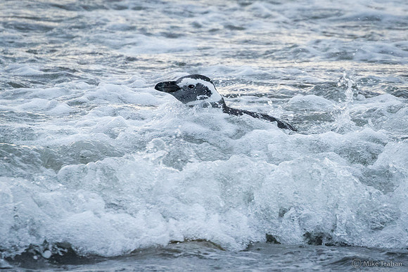 Magellanic Penguin