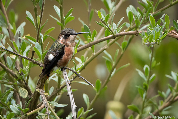 White-bellied Woodstar