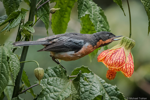 Black-throated Flowerpiercer