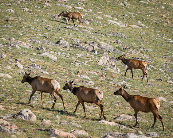 Elk