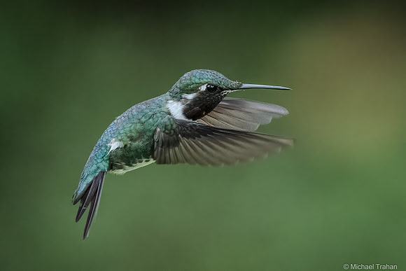 White-bellied Woodstar
