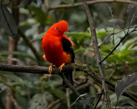 Andean Cock-of-the Rock