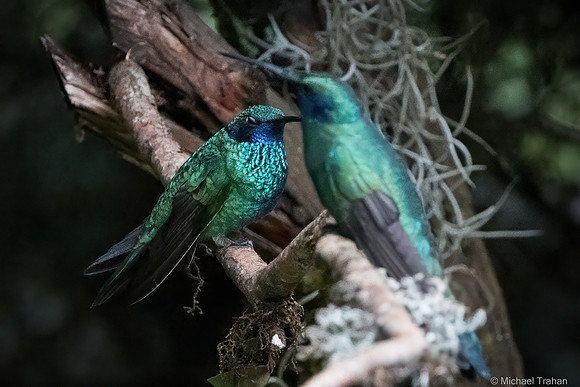 Sparkling Violetear