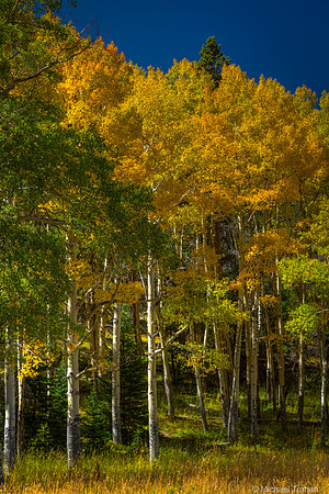 Aspens in Fall