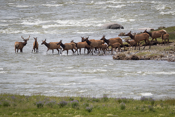 Elk