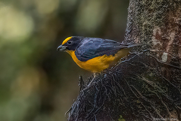 Thick-billed Euphonia