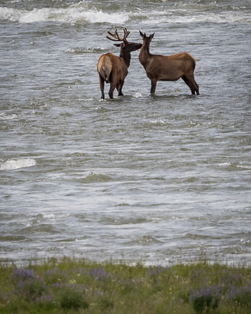 Elk