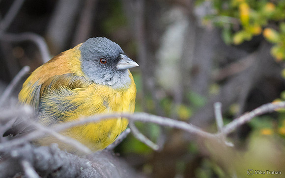 Patagonian Sierra-Finch