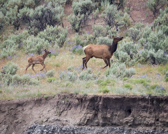 Elk