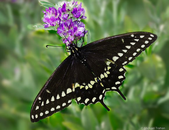 Black Swallowtail