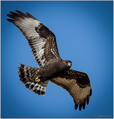 Rough-legged Hawk