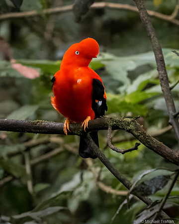 Andean Cock-of-the Rock