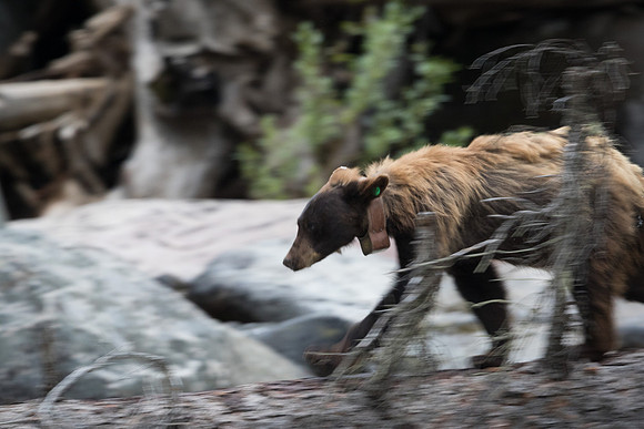 Grizzly Bear