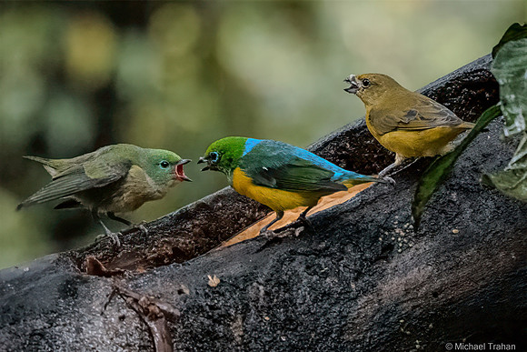 Blue-naped Chlorophonia Family