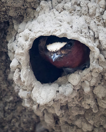 Cliff Swallows