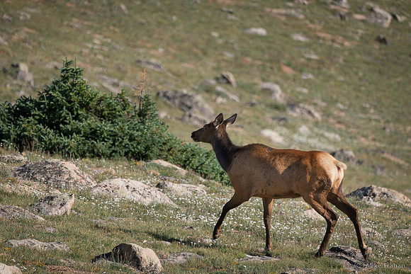Elk