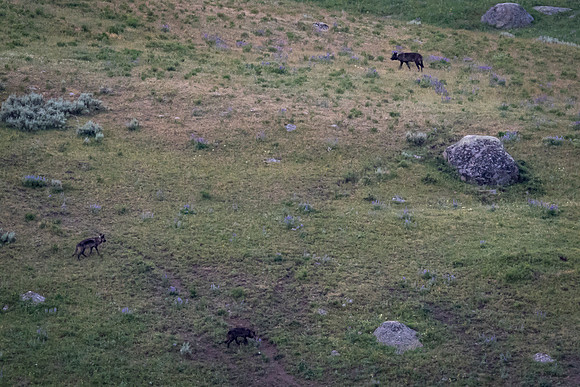 A Wolf Pack in the Lamar Valley, Yellowstone