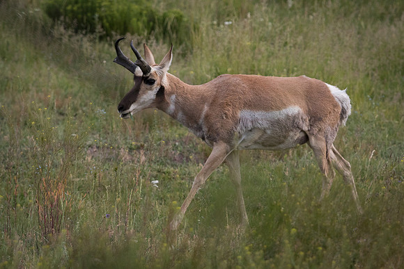 Pronghorn Antelope