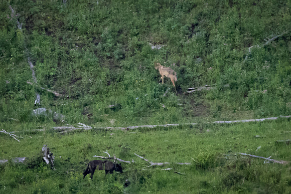 A Wolf Pack in the Lamar Valley, Yellowstone