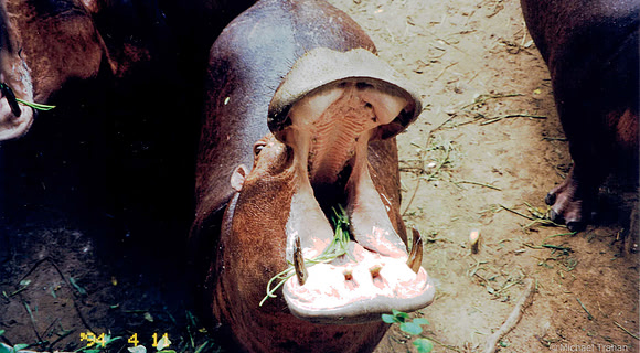 A visit to the zoo near Bangkok