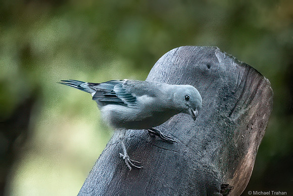 Blue-gray Tanager