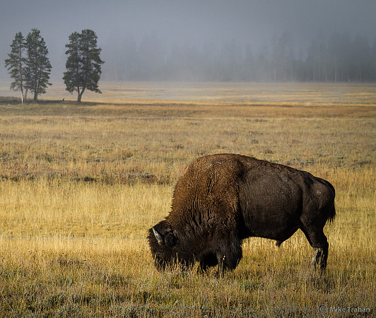 Bison at Yellowstone