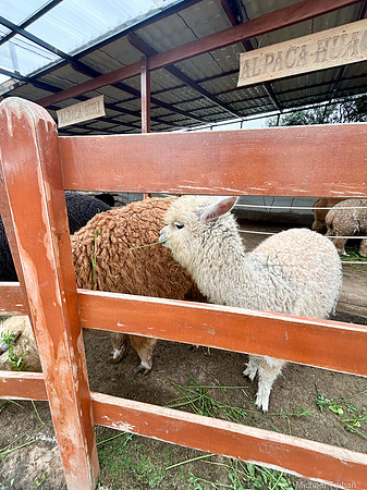Alpacas