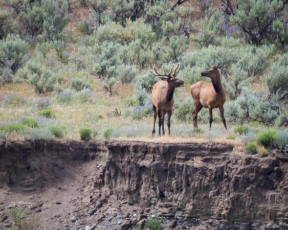 Elk