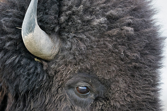 Bison