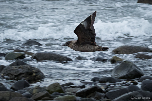 Chilean Skua