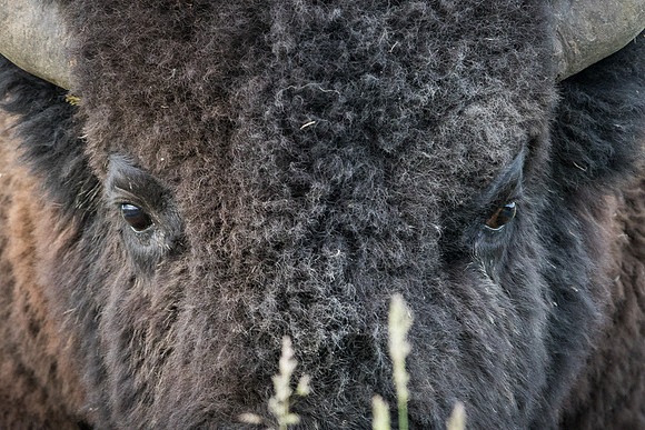 Bison