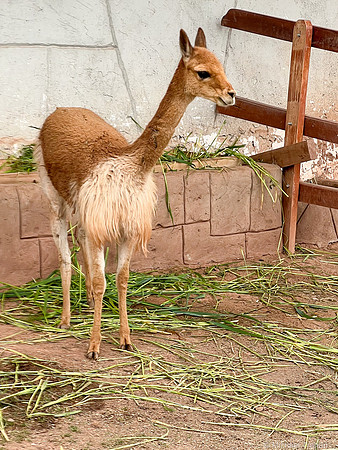 Vicuna