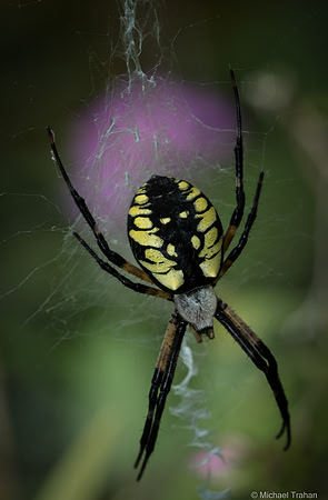 Black-and-yellow Garden Spider