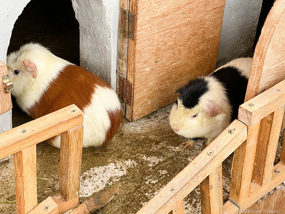 Guinna Pigs