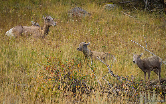 Female and Young Bighorn Sheep