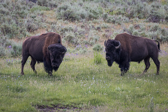 Bison